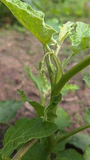 Eggplant in the morning 🌄