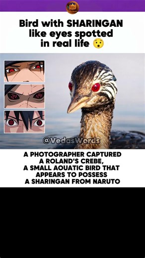Real Life SHARINGAN Bird Spotted! 😱 Naruto in Real Life | Rolland's Grebe #naruto #sharingan #news