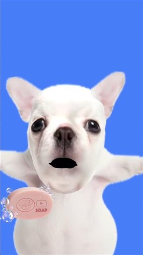 #dog #song #music #remix