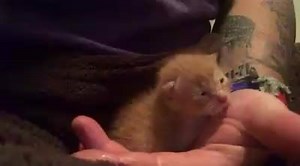 Cheddar says good milk coma morning! The grunt had nursing duty a couple of times overnight. Hearing these purrs from the wee little cheddarhead makes all this worth it. Keep getting strong little man. Love, Mac, cheese keeper. | Mac's Mission