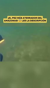 Conoce al candirú, el temido “pez vampiro” del Amazonas. 🐟🌊 Este pequeño pez es famoso por su capacidad de parasitar a otros peces e incluso, según algunas historias, a los humanos. Pero, ¿qué es cierto y qué es exagerado? ✅ LO QUE ES CIERTO 🔹 Es un parásito real → Se adhiere a las branquias de peces y se alimenta de su sangre. 🔹 Tiene espinas afiladas → Una vez dentro de su huésped, expande sus espinas para anclarse, dificultando su extracción. 🔹 Habita en los ríos del Amazonas → Es común 