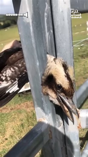 The Pet Collective on Reels