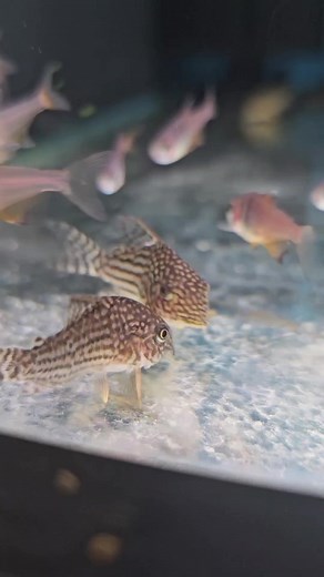 Discover Vibrant Corydoras Catfish at Newtown Aquarium!