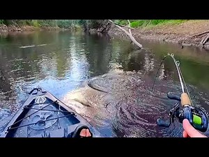 AWESOME evening of kayak fishing for Murray cod