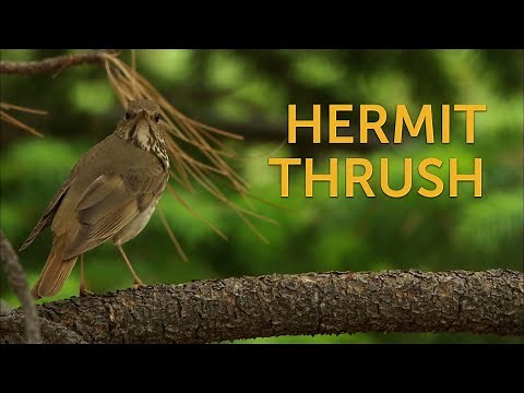 Hermit Thrush
