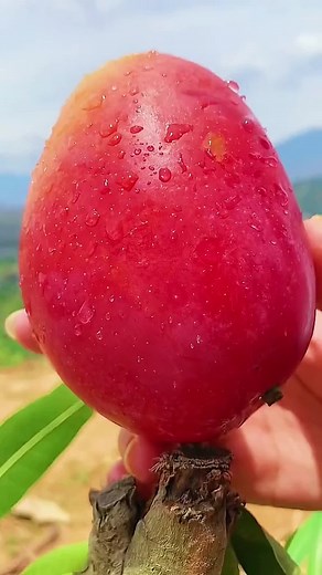 おすすめのアカウント