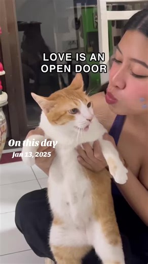 Singing Cat Compilation: My Cute Spicy Tomomi