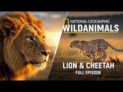 Lion vs Cheetah: Speed vs Strength | Who Really Wins in the Wild?