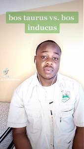 Domesticated cattle can be classified into two sub-species; bos taurus taurus and bos taurus indicus. | Salooki Farming