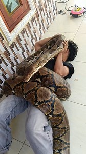 369K views · 1.7K reactions | Beratnyoo #fyppp #viral #pengikut #reels #ularpython #siAbo #Tidakuntukditiru @sorotan | Abdul Azis Albar | Facebook