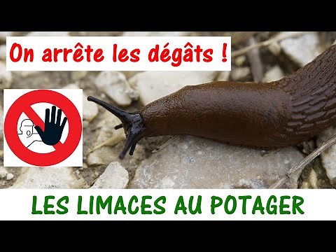 11 MÉTHODES ANTI-LIMACES