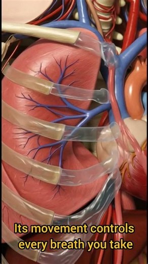 The Hidden Muscle That Controls Every Breath You Take