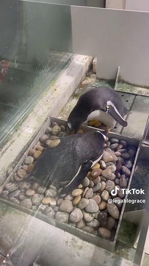 Penguin Dads Help with Egg Incubation