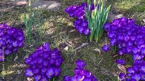 First spring flowers of purple crocuses with bees growing in garden.