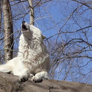 Close your eyes, take a deep breath, and listen. Can you hear the wild calling? #rewildyourheart | Wolf Conservation Center