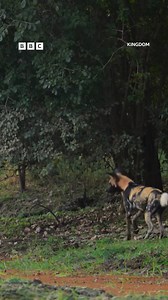 This wild dogs vs crocodile moment had ALL the emotions 😨😢💔 The real-life sagas of four African animal families, all vying for dominance in a remote and fertile river valley in Zambia. #Kingdom #DavidAttenborough #WildDog #Crocodile #Zambia | BBC One