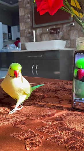 Stunning Parrots Displaying Their Beauty