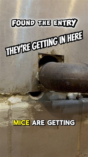 This Is Why You STILL Have Mice 😳