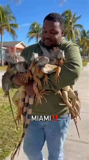 SORA flow Lab on Instagram: "Green iguanas (Iguana iguana) are ectothermic (cold-blooded) reptiles, meaning their body temperature depends entirely on the surrounding environment. Their optimal activity range is 26–32°C (78–90°F). When temperatures in South Florida — including Miami — drop below about 10°C (50°F), iguanas can enter a state known as cold stunning. During this temporary condition: • metabolism slows dramatically, • muscle function weakens, • the nervous system becomes less respons