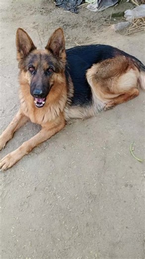 German Shepherd female pregnant or not #dog