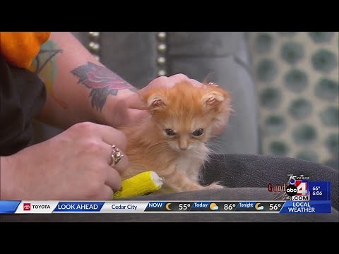 Utah-based viral kitten 'Tater Tot' dies suddenly