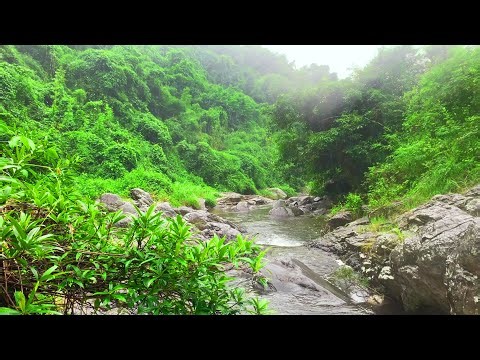 Beautiful Gentle Stream with Birdsong in Rainforest, Healing Nature Sounds for Relaxation