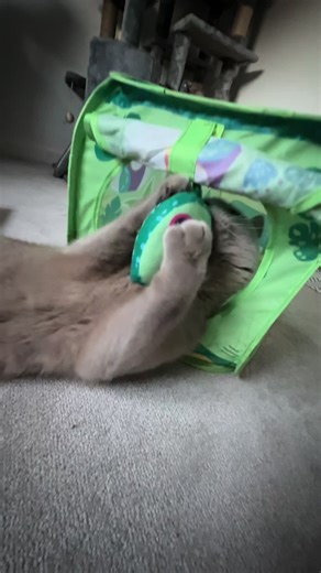 Exploring British Shorthair Cats: Lilac Variants