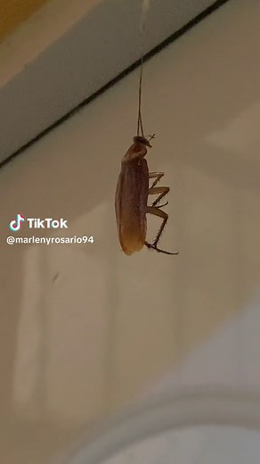 Marleny Rosario on TikTok