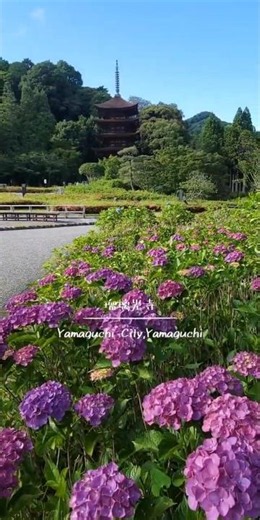 【山口】美しすぎる国宝。一生に一度はみたい瑠璃光寺五重塔#山口観光#shots