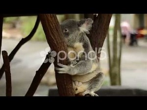 Koala Pooping