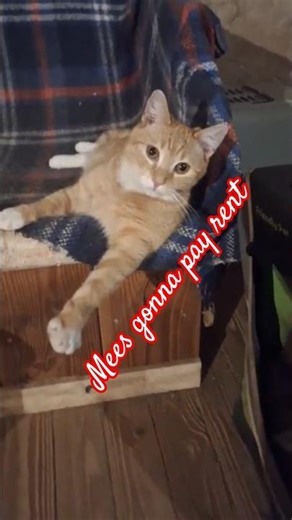 Mees gonna pay rent in cuddles #gingercat #orangecat #Mees #lovely #handsome #catshorts