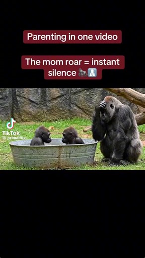 [ don't care anymore] (@bringbackmyoldversion)’s videos with original sound - wounded but strong woman - [ don't care anymore]