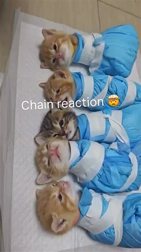 Nibbles on Instagram: "Musical cars . . . . . . . . #cats #catsofinstagram #cat #catlover #catstagram #catlife #catlovers #pets #of #kitten #instacat #instagram #meow #kittens #catoftheday #dogs #kitty #love #cute #pet #animals #gatos #adoptdontshop #petsofinstagram #cutecats #catlove #kittensofinstagram #gato #dog #cutecat"