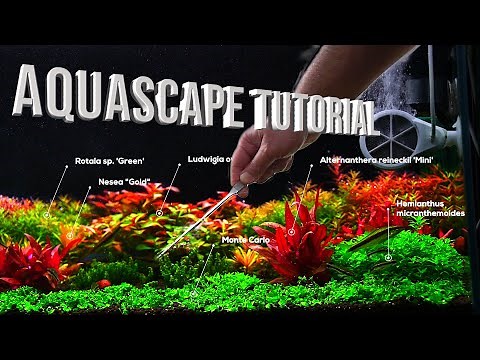 Aquascape Tutorial Step By Step 60cm Planted Aquarium