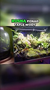 How to Grow Underwater Plants and Moss! A Simple Guide 🚀🌿✨