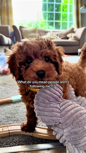 Make it right 🙌🏻 . . #dogsoftiktok #cavapoo #newpuppy #cavapoos_of_tiktok #puppylife #cutepuppy