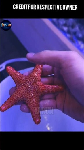 Starfish Facts That Will Blow Your Mind 😳