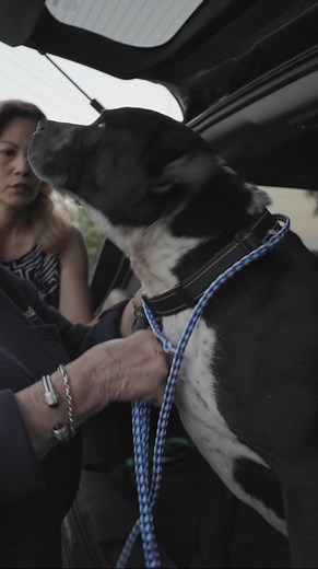“Unite for Rescues: Sponsor i Film Heroes’ Documentaries and Change Lives” In the world of animal rescue, the heartwarming tales of abandoned cats and dogs finding their forever homes are often overshadowed by the tireless efforts of the unsung heroes who make these movies & stories possible. Among these heroes stands a unique and dedicated filmmaker, i Film Heroes, a nonprofit organization that shines a spotlight on the remarkable teamwork involved in saving and rehabilitating these furry frien