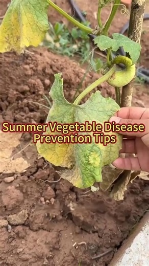 153K views · 1K reactions | Summer vegetable disease prevention tips #plant #garden #planttips #gardentips #vegetables #agricuture #farming #gardeninghacks #gardentok #PlantTok #gardeningtips | GreenSoul Farms | Facebook