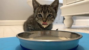 166K views · 10K reactions | Little Alice still loves her kitten...