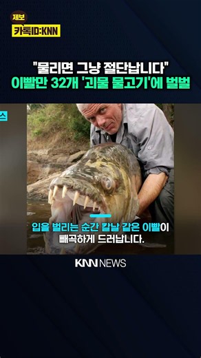 Terrifying Identity of the '32-Blade' River Monster Fish Revealed When It Opens Its Mouth / KNN
