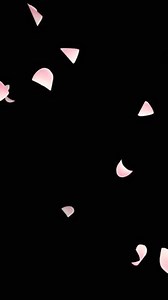 Cherry blossom petals falling. Pink roses. Transparent background. Fade in and out.（139）