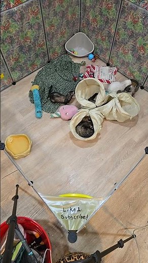 Tricks To Litter Training Ferrets