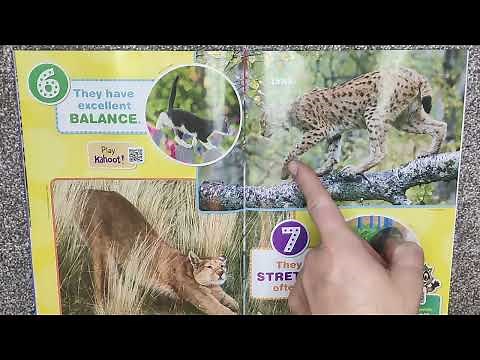 Ranger Rick Jr - Little Cats, Big Cats