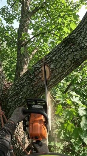 High-Angle Chainsaw Cut: Trimming Large Maple Branch 🪵⚡