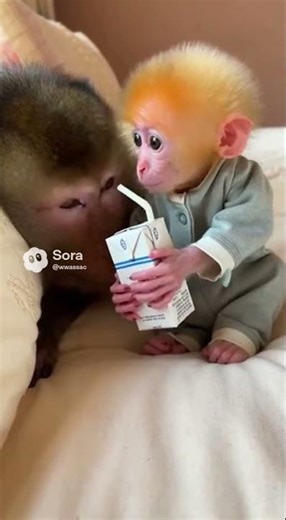 He just needs to drink milk 😅 When life gets tough #comedy #funny #milk