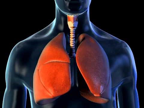 Lungs and Breathing - 3D Medical Animation || ABP ©