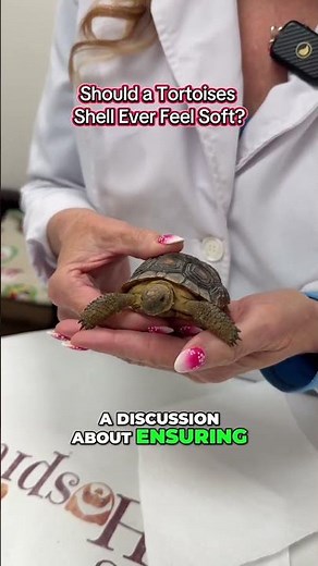This tortoise looked healthy except one important detail about her shell