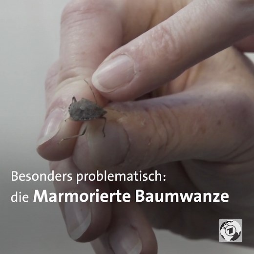 In Tirol haben Marmorierte Baumwanzen bereits ganze Obstplantagen zerstört - und natürliche Feinde haben sie hier nicht. | tagesschau