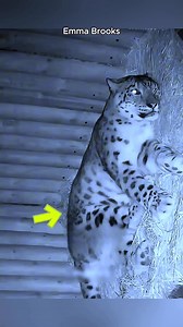 1.7M views · 77K reactions | Something unexpected happened when this snow leopard became pregnant | Emma Brooks | Facebook